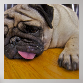 Mops 1 zu viele Poster drucken