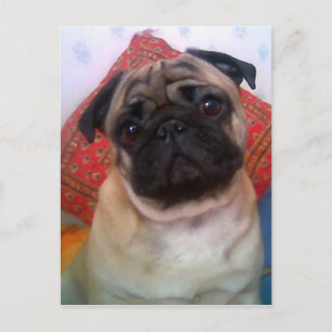 Mops 4.png postkarte