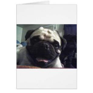 Mops 5.png