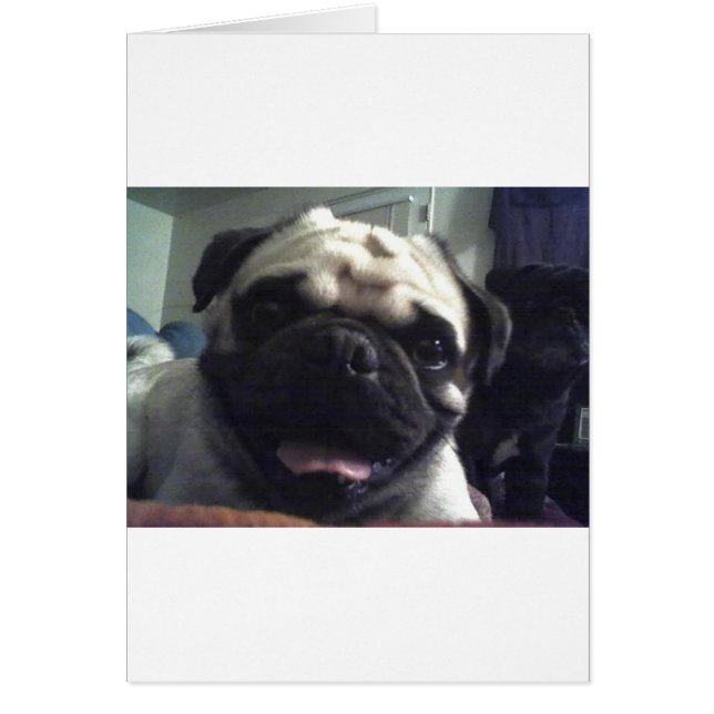 Mops 5.png (Vorne)