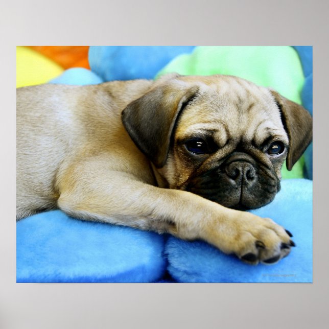 Mops auf Kissen Poster (Vorne)