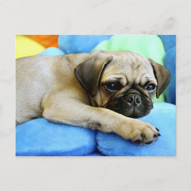 Mops auf Kissen Postkarte (Vorderseite)
