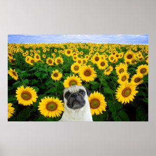 Mops auf Sonnenblumenplakat Poster