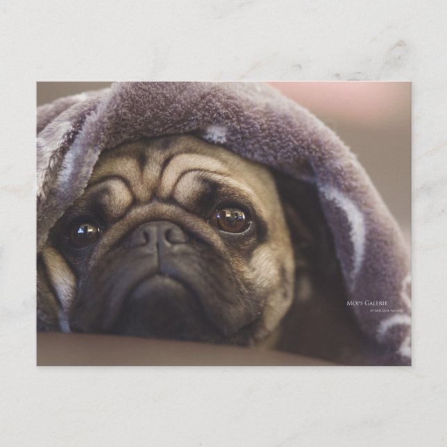 Mops Aura Postkarte (Vorderseite)