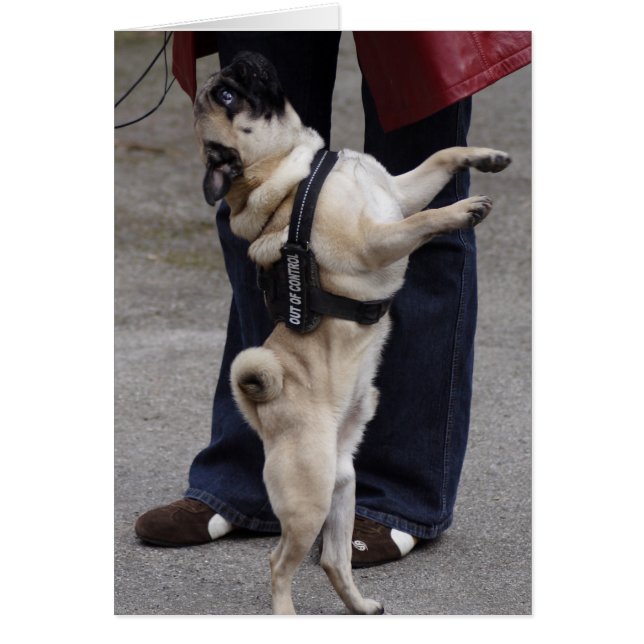 Mops aus der Kontrolle (Vorne)