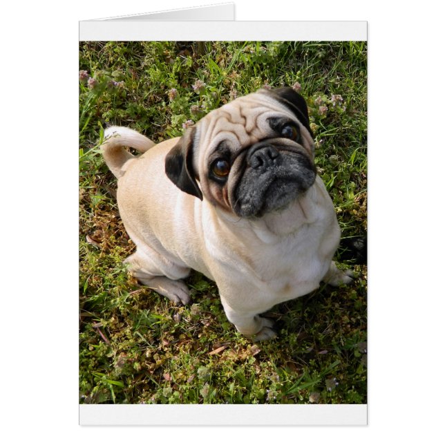 Mops ausgeblasen (Vorne)