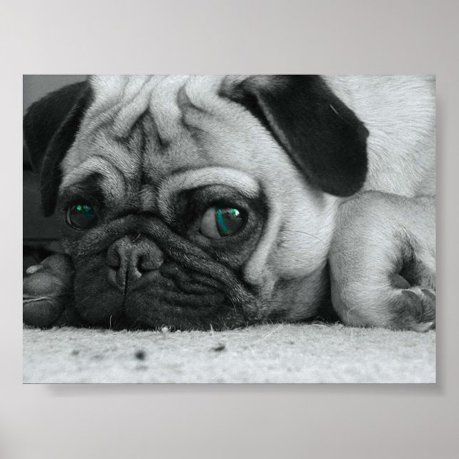 Mops "Breena" Poster (Vorne)