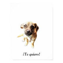Mops Chihuahua ¡Te quiero! Welpenhund