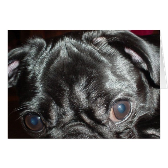 Mops Closeup-Karte - Leerseite im Inneren (Vorderseite (Horizontal))