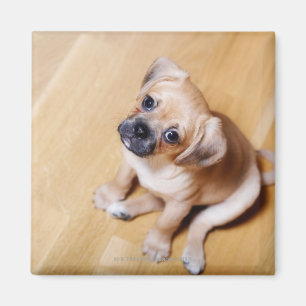 Mops Cross Cavalier King Charles Spaniel Magnet