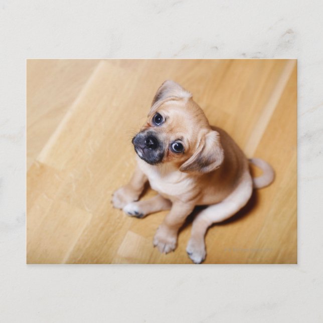 Mops Cross Cavalier King Charles Spaniel Postkarte (Vorderseite)