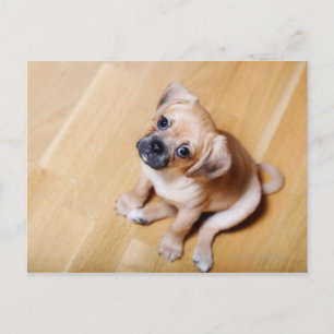 Mops Cross Cavalier King Charles Spaniel Postkarte