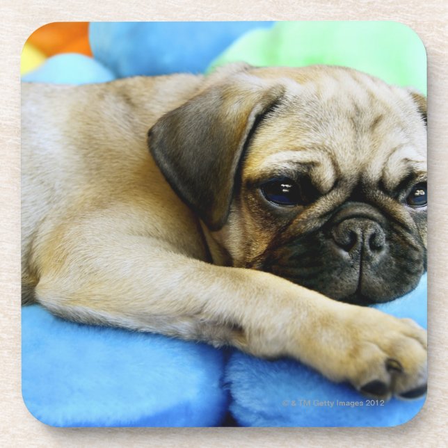 Mops, der auf Kissen legt Untersetzer (Vorderseite)