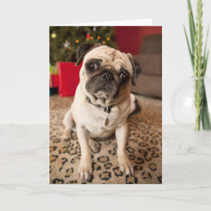 Mops, der auf Teppich, Weihnachtsbaum sitzt Feiertagskarte