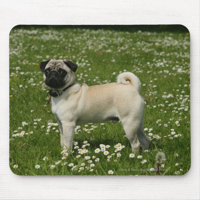 Mops, der in den Blumen spielt Mousepad (Vorne)