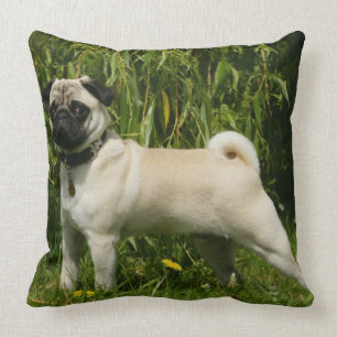 Mops, der Kamera betrachtet Kissen