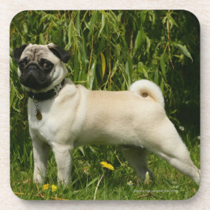 Mops, der Kamera betrachtet Untersetzer