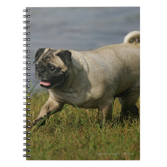 Mops, der nahe Wasser spielt Notizblock (Vorderseite)