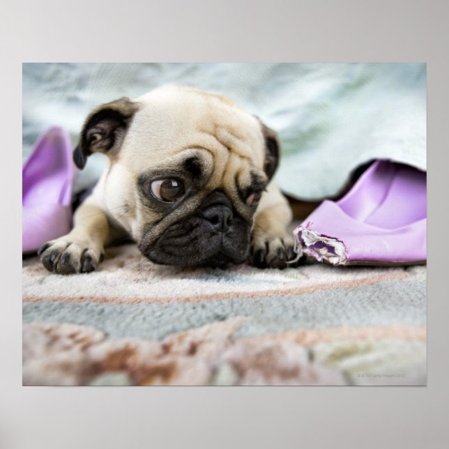 Mops, der unschuldig aussieht poster (Vorne)