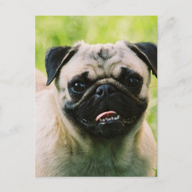 Mops-Diskettenlaufkarte Postkarte (Vorderseite)