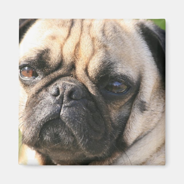 Mops Dog Breed Magnet (Vorne)