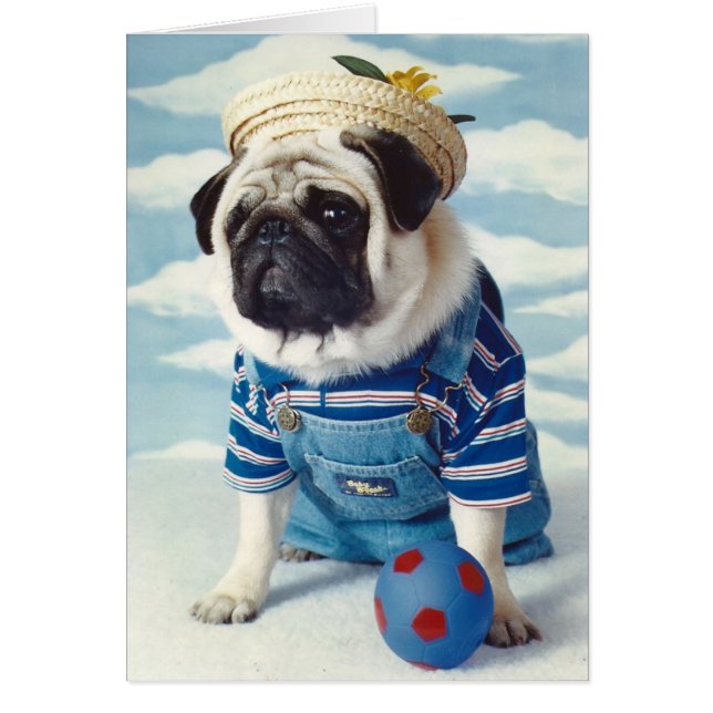 Mops Dog Little Boy Blue (Vorne)