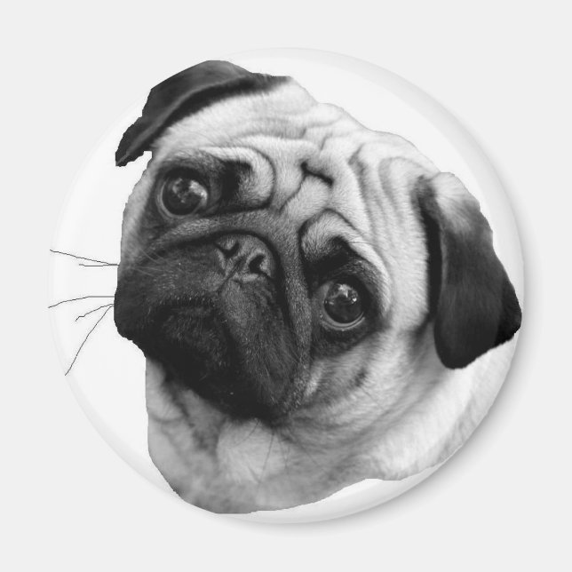 Mops Dog Magnet (Vorne)