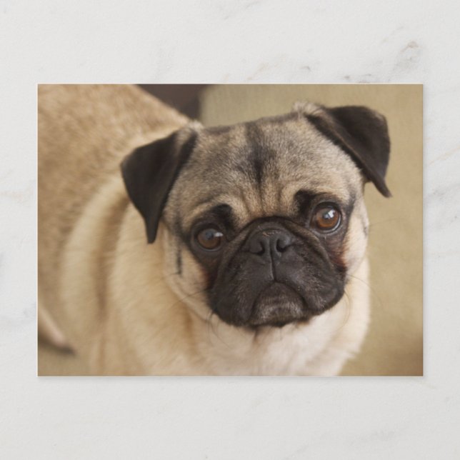 Mops DOG PUP Postkarte (Vorderseite)