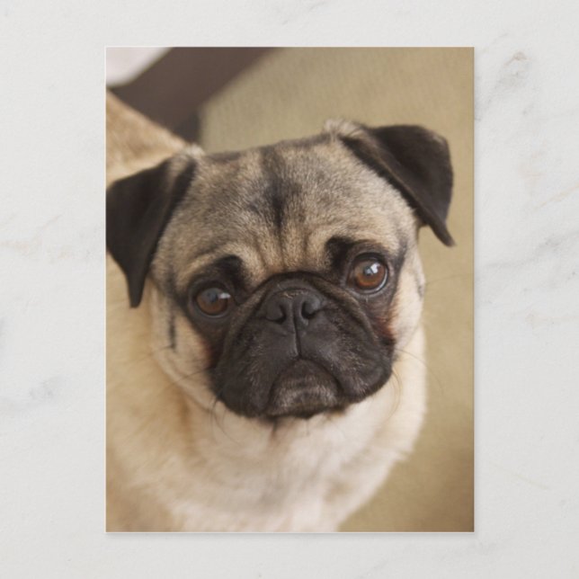 Mops DOG PUP Postkarte (Vorderseite)