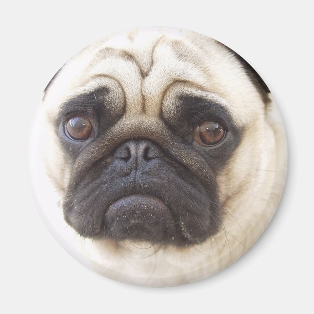 Mops Dog Round Magnet (Vorne)