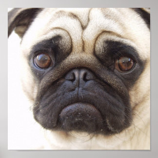 Mops Doster drucken Poster