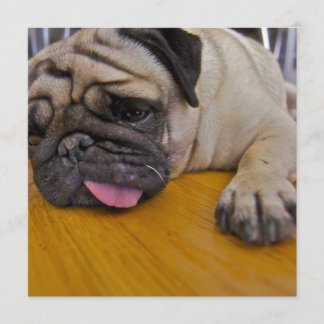 Mops eine zu viele Einladung