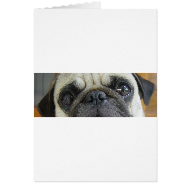 Mops fawn eyes.png (Vorne)
