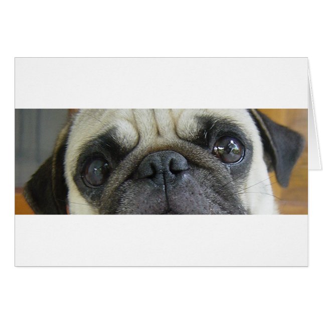 Mops fawn eyes.png (Vorderseite (Horizontal))