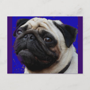Mops—Geschenke—Verliebtes Gesicht Postkarte