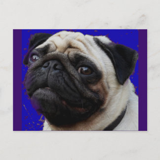 Mops—Geschenke—Verliebtes Gesicht Postkarte