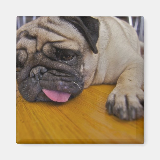 Mops hatte einen zu vielen Platz Magnet (Vorne)