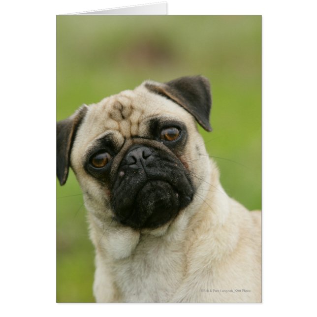 Mops Head Cocked Blick auf Kamera (Vorne)