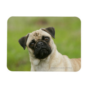 Mops Head Cocked Blick auf Kamera Magnet