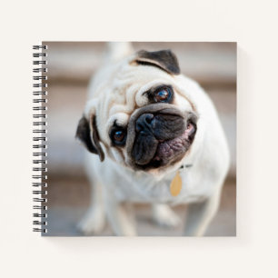 Mops Head Tilt Notizbuch