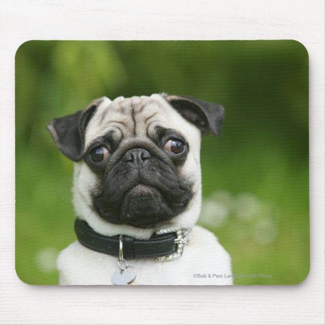 Mops Headshot Mousepad (Vorne)