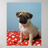 Mops Heart Puppy