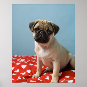 Mops Heart Puppy Poster