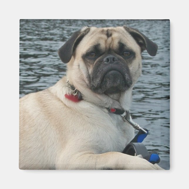 Mops Hund auf dem Wassermagnet Magnet (Vorne)
