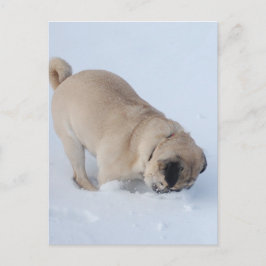Mops Hund, der den Winterschnee spielt Postkarte