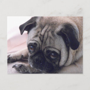 Mops Hund Postkarte