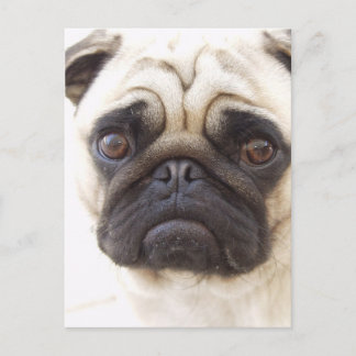 Mops Hund Postkarte