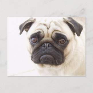 Mops Hund Postkarte