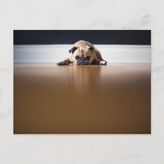 Mops Hund Welpe Grumpy Süße Tier Pet Wrinkly Postkarte (Vorderseite)