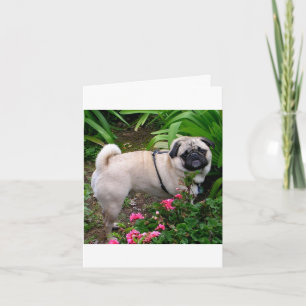 Mops-Hund-Welpen-Hunde leere Grußkarte Karte
